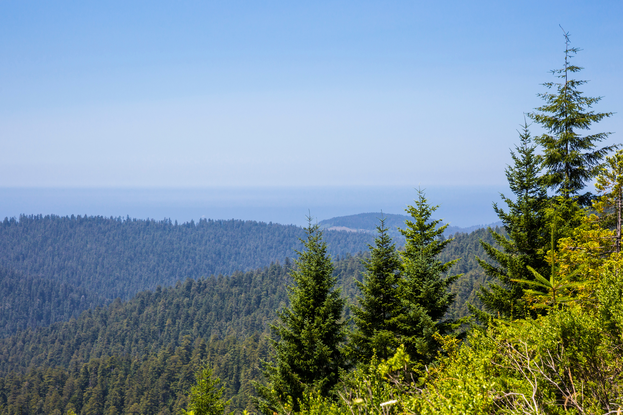 Redwood Trees in Redwood National Park